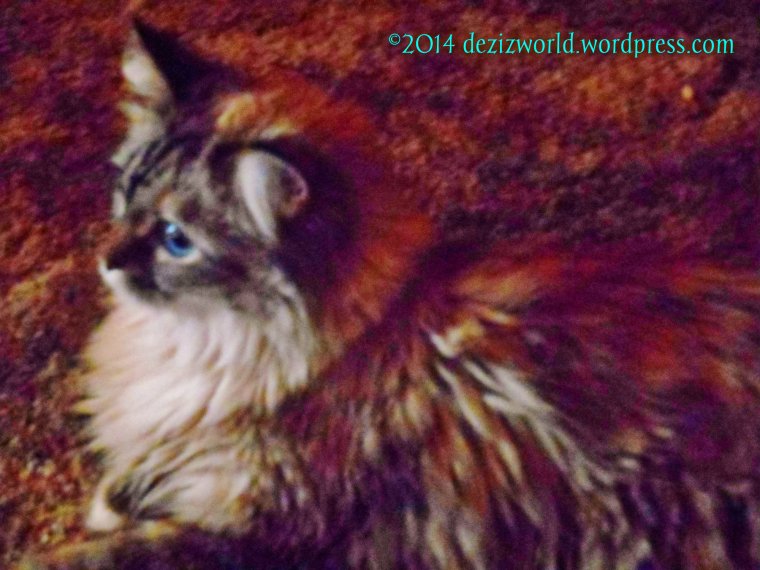 0dw Dezi layin on floor wistfully