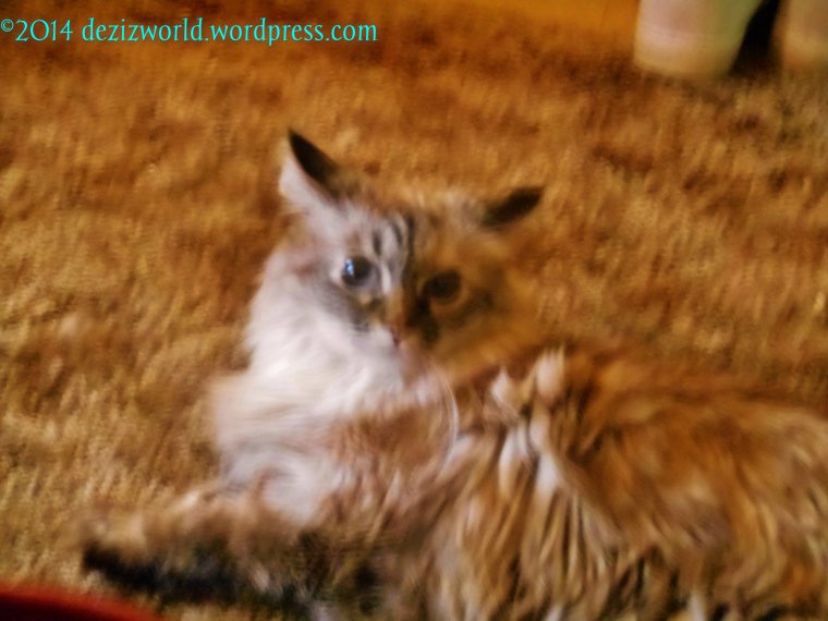 0dw Dezi lookin' smart