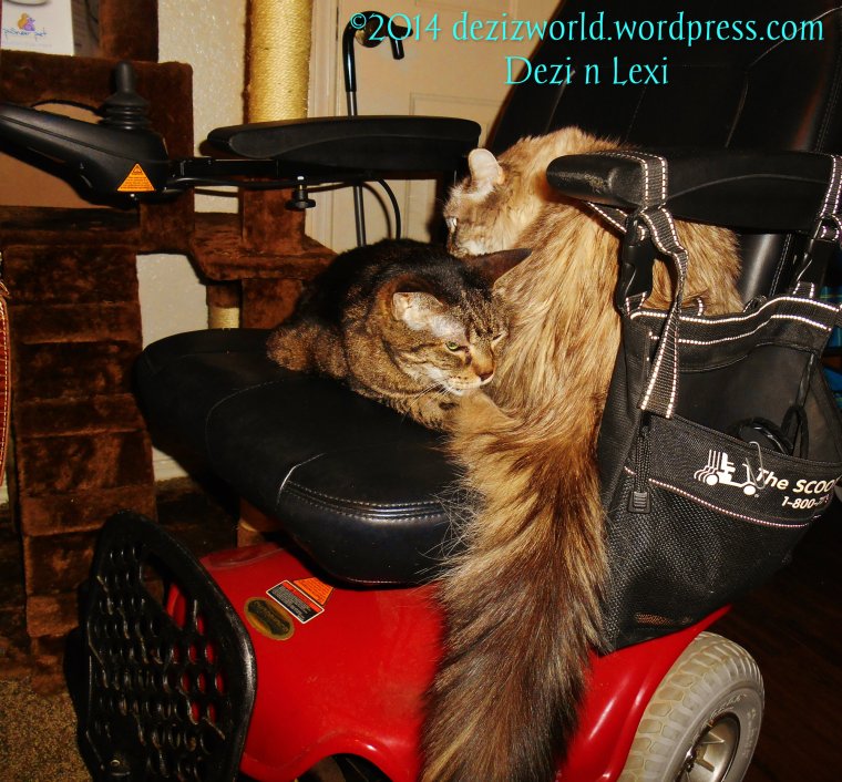 0dw Dezi n Lexi chair