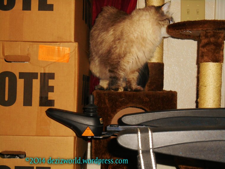 0dw Dezi on tree at door