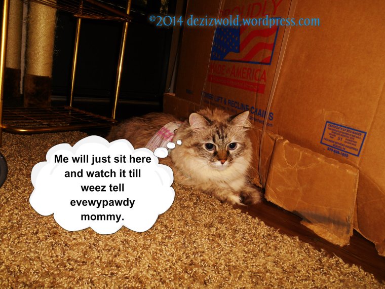 Meez keepin' watch ovew this big ole box.