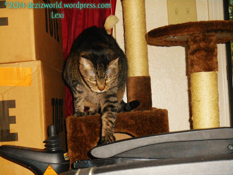 0dw Lexi going to chair from tree