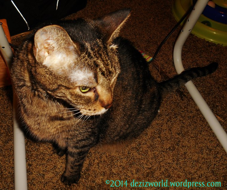 well I'z wandid to tayk a selfee, but diz wuz az good az it gawdid.