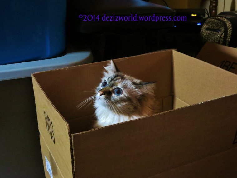 Meez purrayin' fur ya' Travis and furmily.