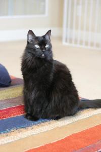 This is Chevelle: allpaws.com