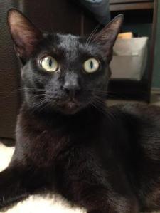 This is Halo: allpaws.com 