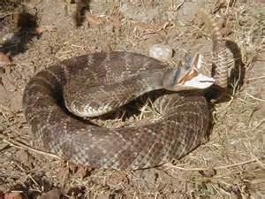 This ain't da snake outside, cuz nopawdy took a foto of it afur it slinked off under da bushes in da neighbors gawden.