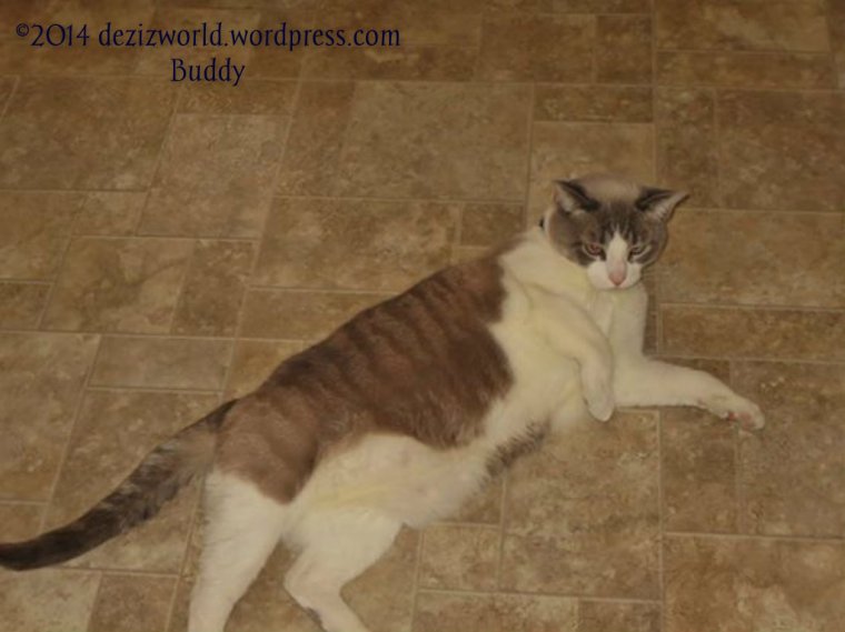 This is a foto of Buddy in hims home bein' a good boy.