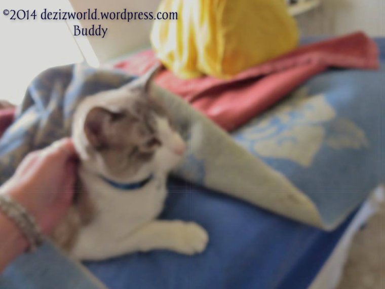 This be Buddy sleepin' on da bed.