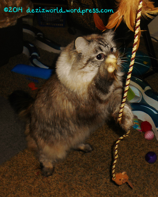 0dw Dezi and squeaky mouse