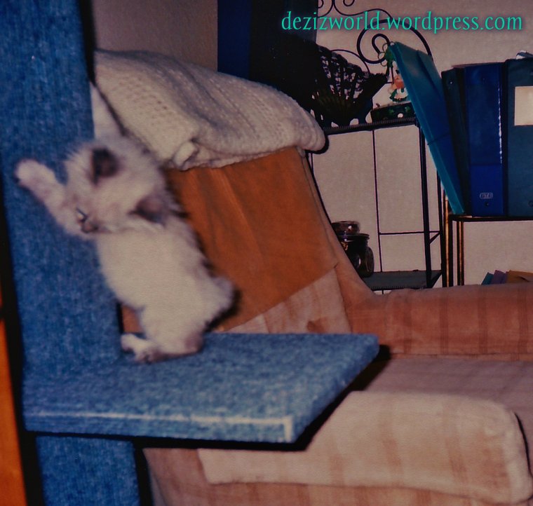 Baby Dezi scratching the cat perch pole
