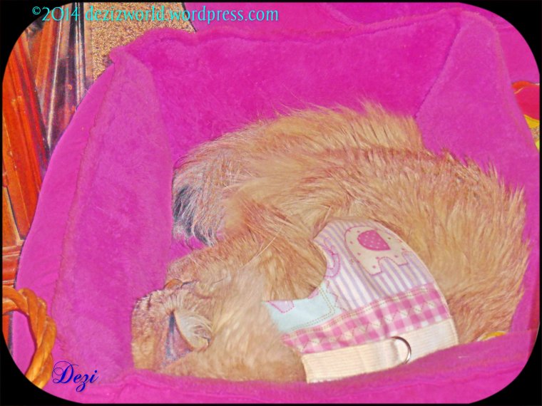 0dw Dezi paint sleep