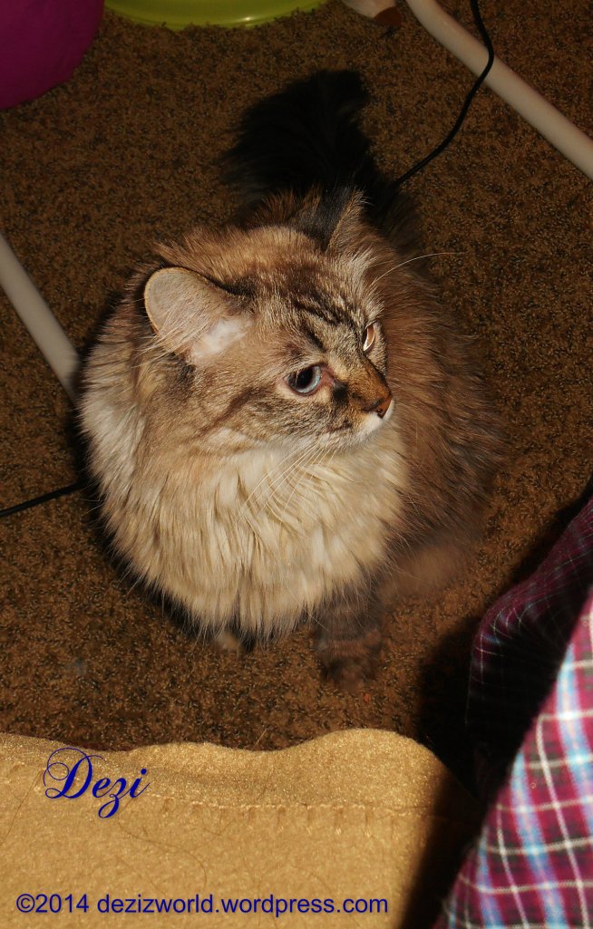 Meez takin' lessons on turkey beggin'. See how intently me be watchin' sis Lexi? MOL