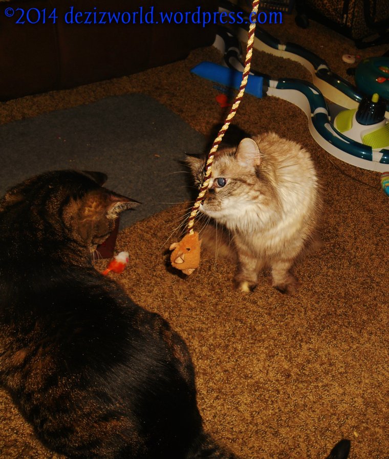 0dw DnL sqeaky mouse