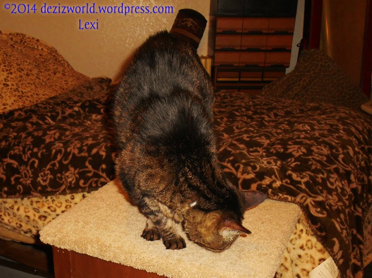 I'z luv minez nu steps.