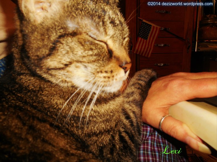 0dw Lexi sleeps on puter