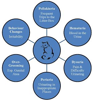Chart for FLUTD_opt 300 w 326 h