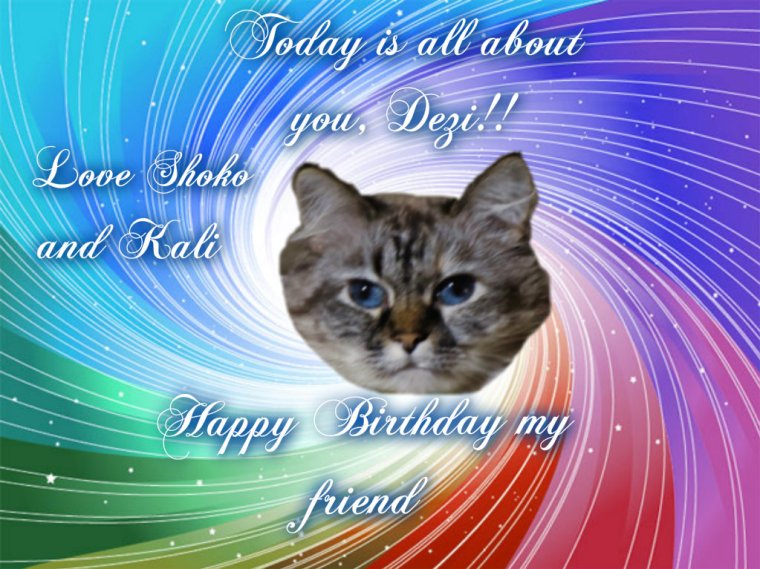 Fank you Shoko and Kali (The Canadian Cats)