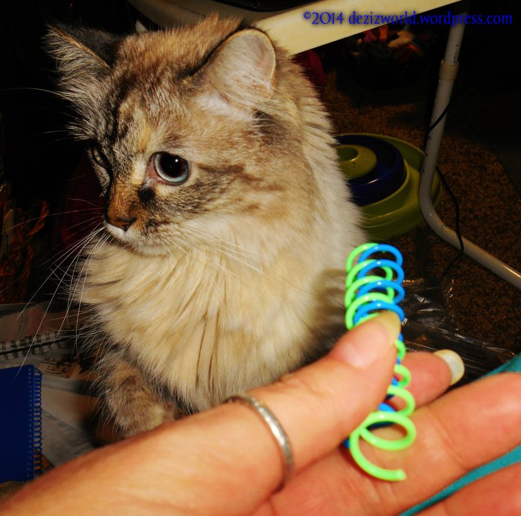 dw Dezi adorable face