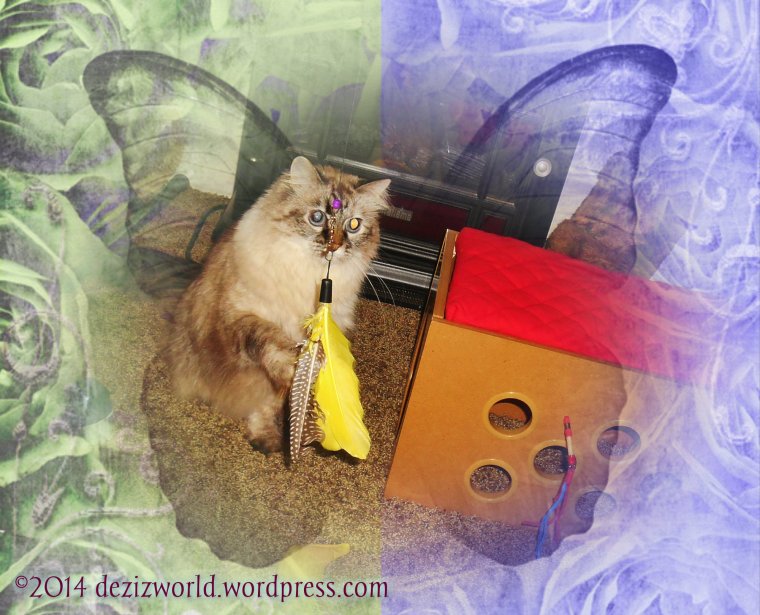 Me just luvs da Jackson Galaxy Mojo Maker toys.