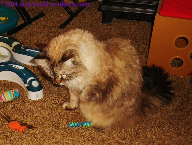 dw Dezi plays w-coils