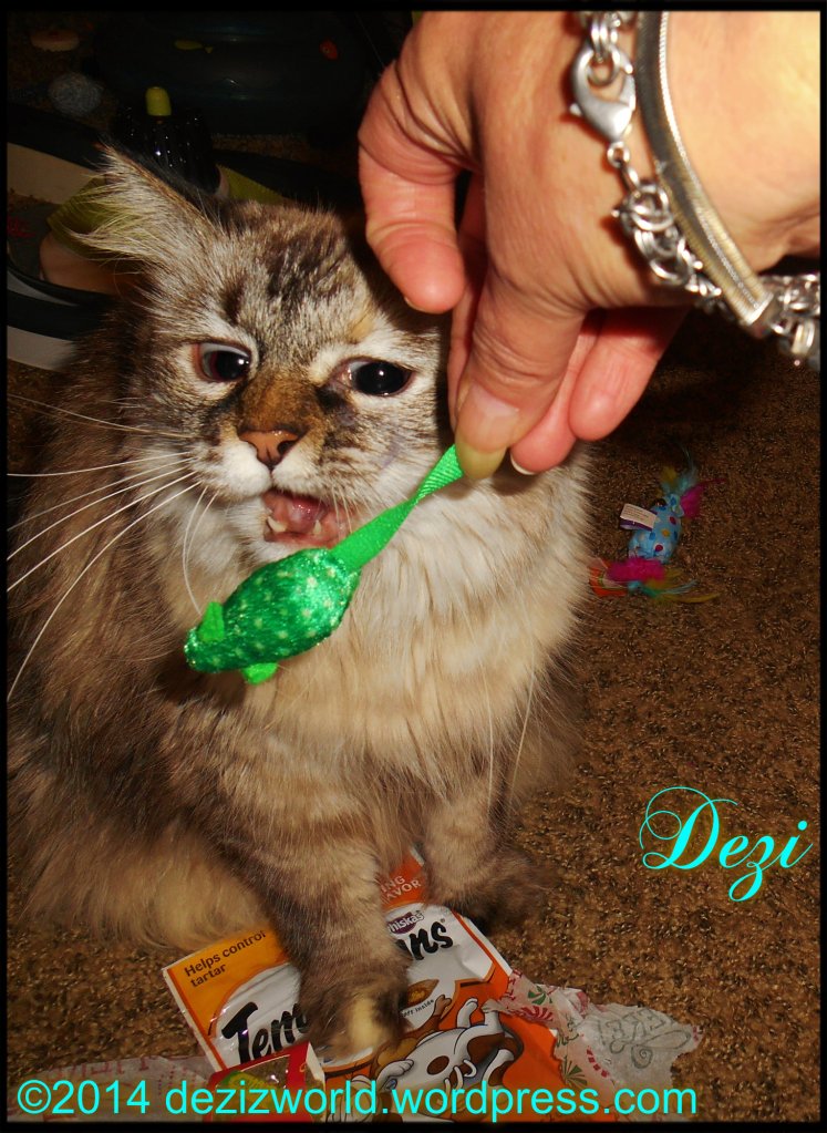 Come here mousy meez gunna get you.