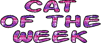 Cat of the Week Basil