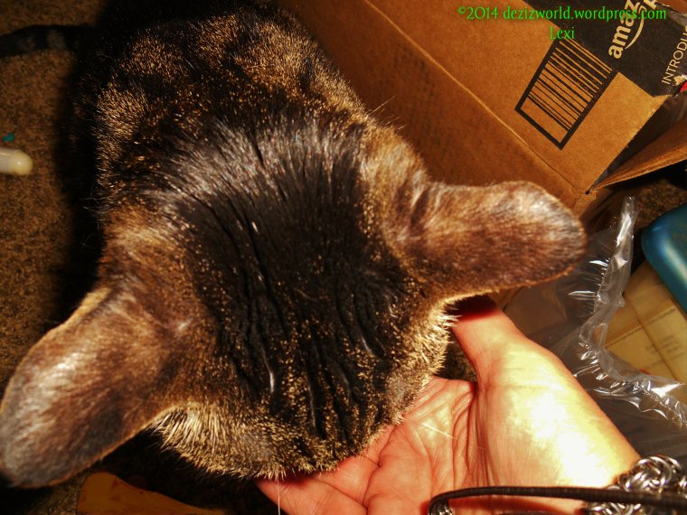 12 days of Christmas wiff Chase.