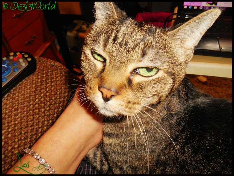 00dw Lexi in lap and looking