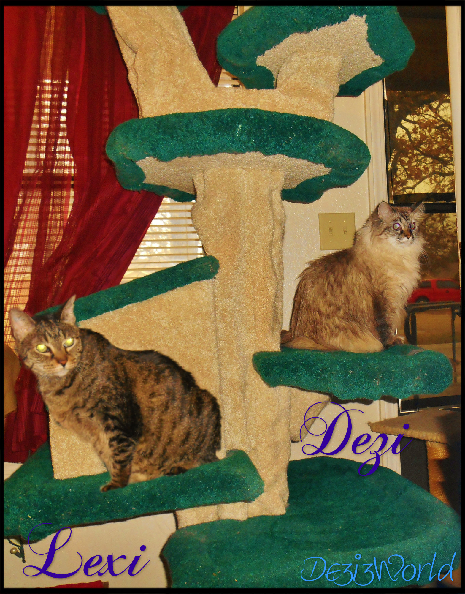 ©2012 Fandango Cat Furniture