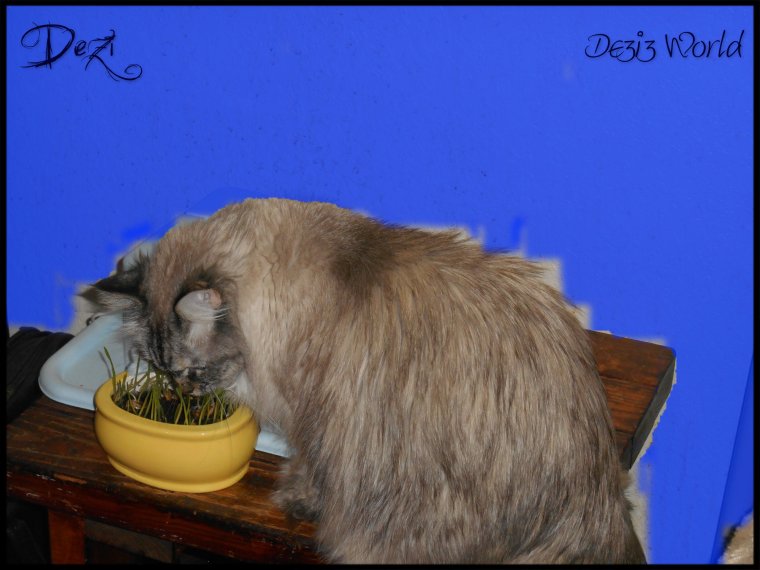 Me luvs gwass. Fanks awnty Jennifer.