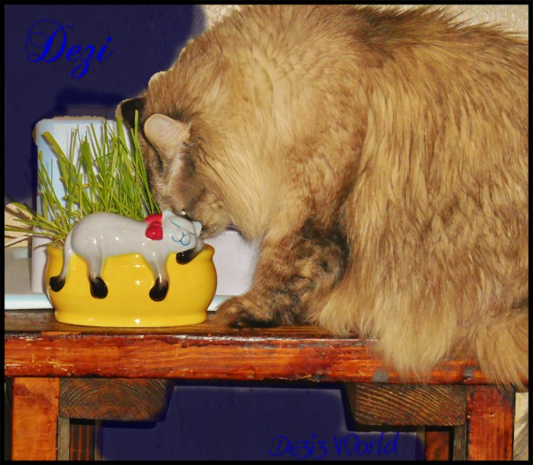 All this commotion upset meez tummy and me had to hav sum gwass.