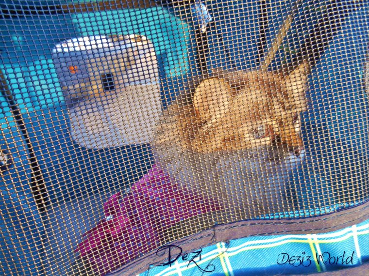 Dezi sits in stroller