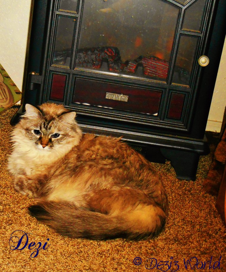 Meez gettin' warm by da  lectwic fire place