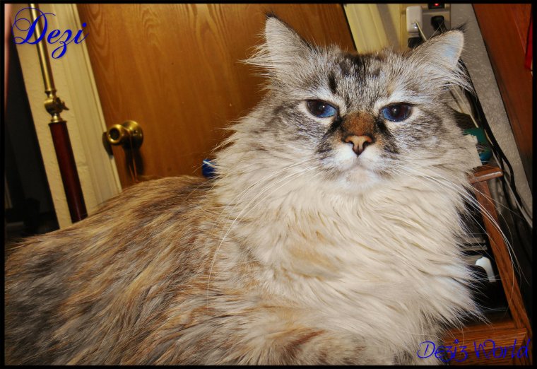 Can me help you mommy? Me wuld like sum powder too.