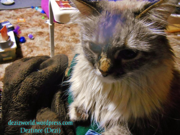 0dw Dezi lays in mommys lap