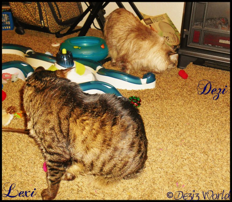 OMC Fank ya' Miss Ellen.