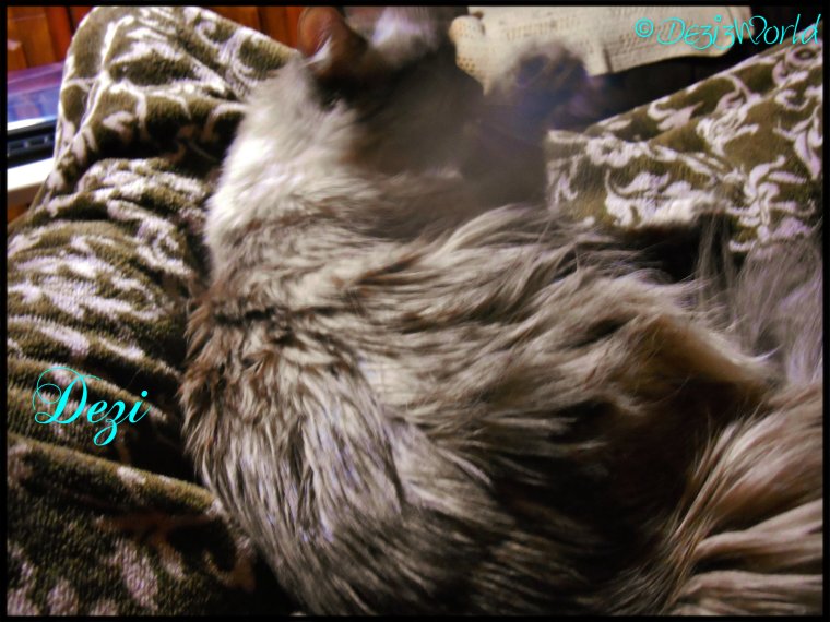 0dw Dezi with mom in chair