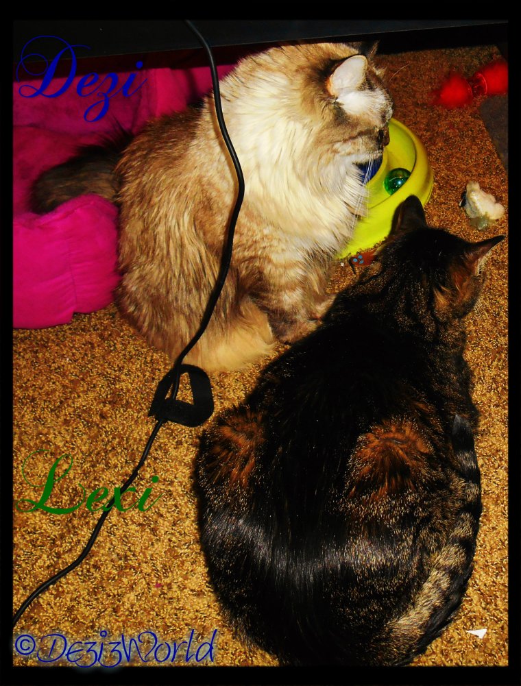 Meez gunna get yous sissy.