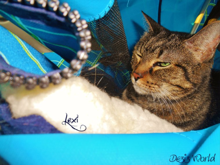 0dw Lexi in stroller c-u