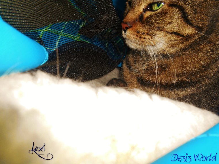 0dw Lexi in stroller2