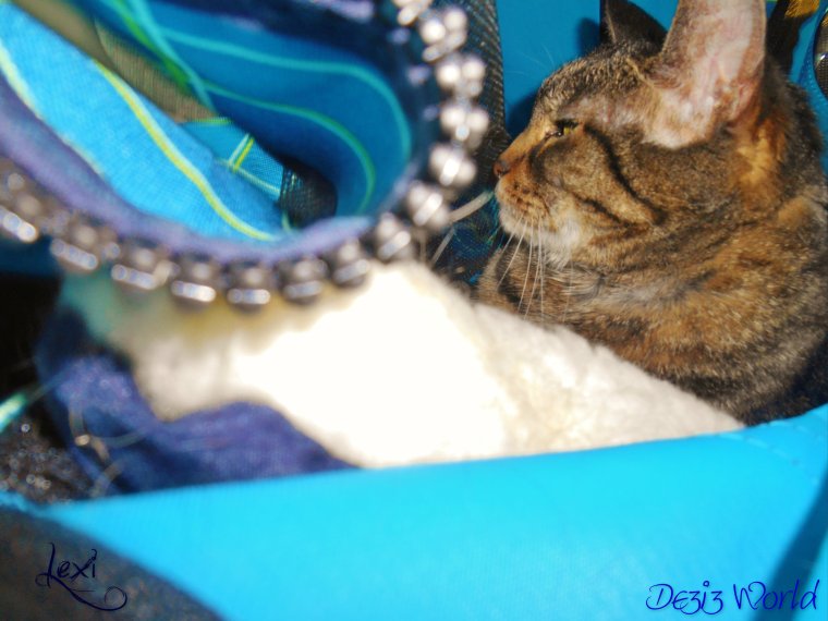 0dw Lexi in stroller3