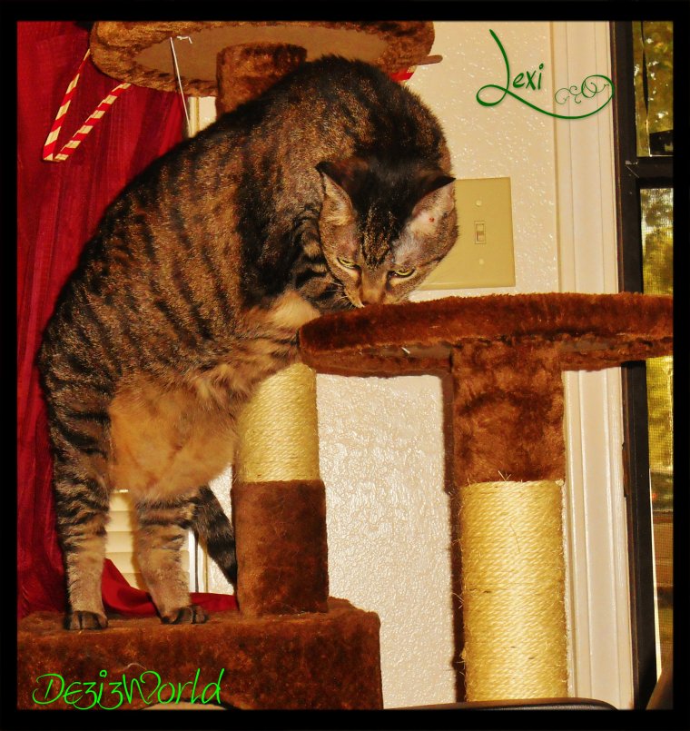 0dw Lexi standing on cat tree