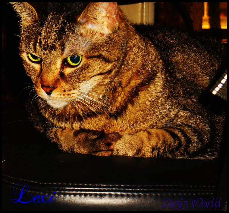 0dw Lexi wheelchair cu