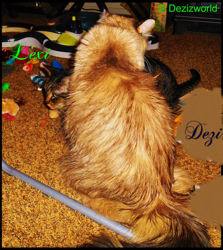 (Meez checkin' on sissy)  How yous feelin' sissyfur? Me luvs you.