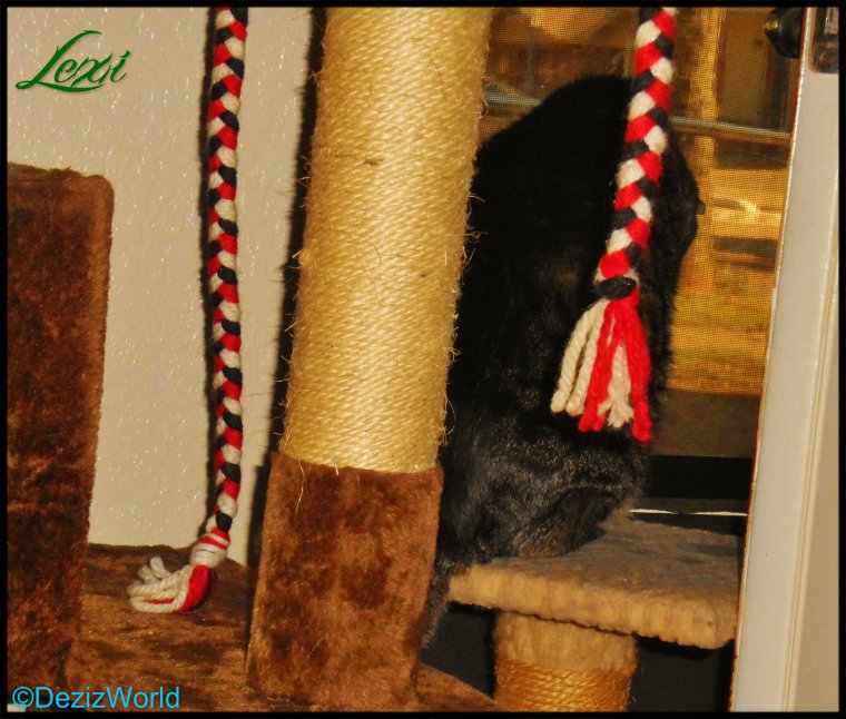 dw Lexi on tree looking out