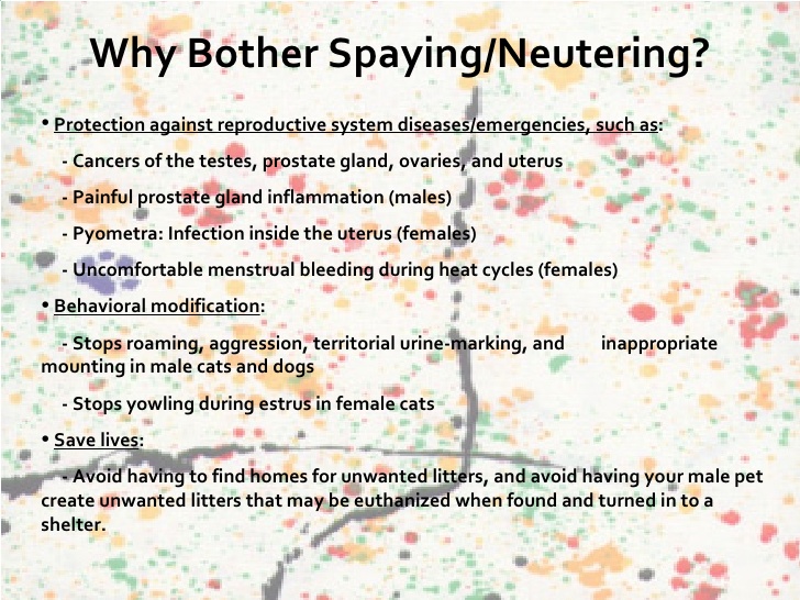 Why spay-neuter