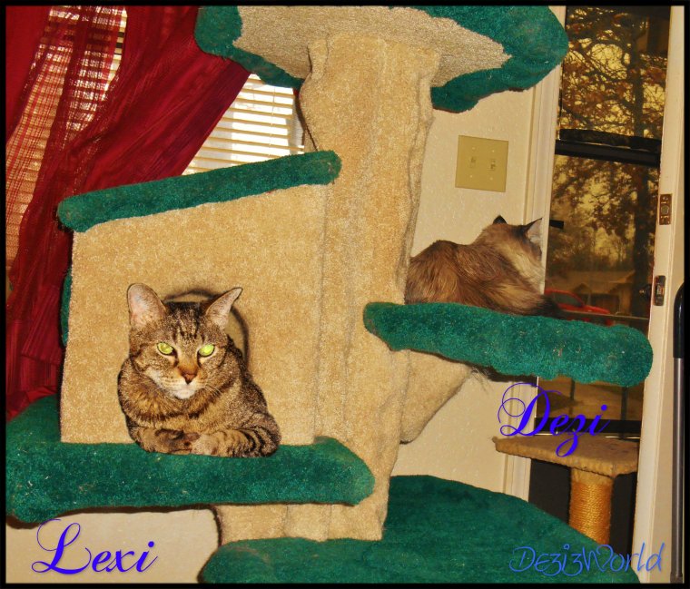 Fank you so much, we luv ow new twee.