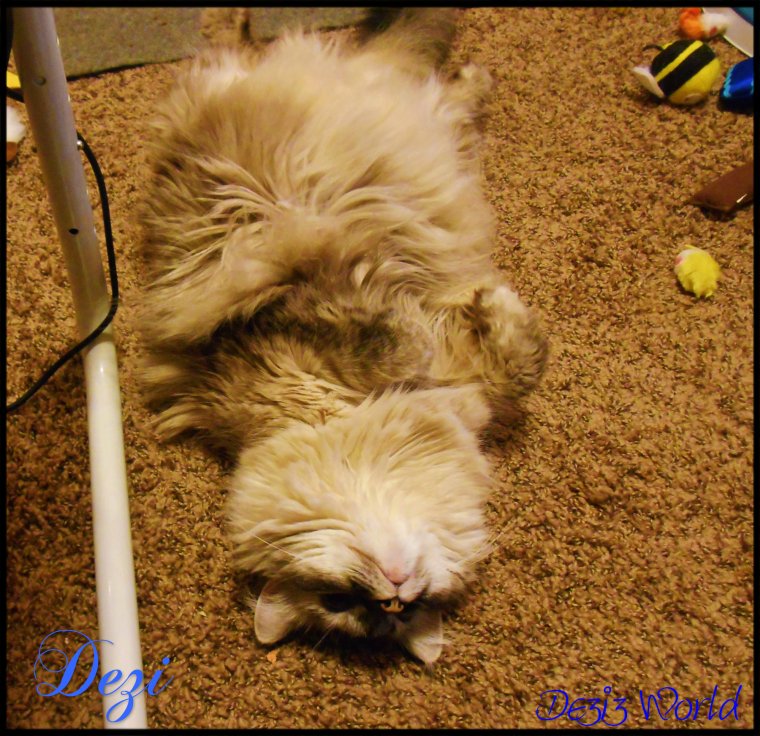 0dw Dezi belly shot2