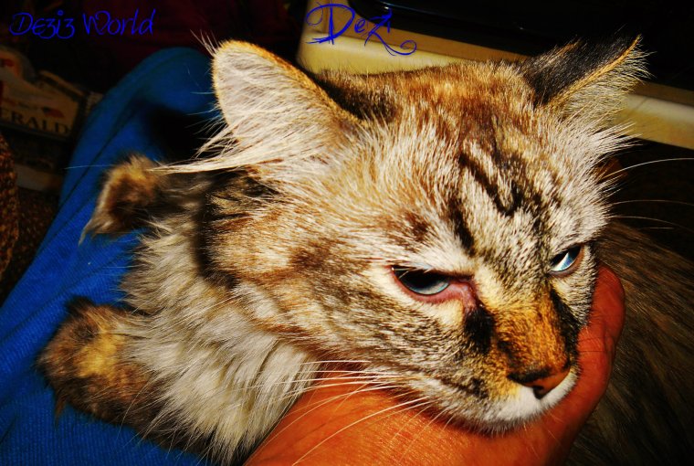 0dw Dezi gettin luv4